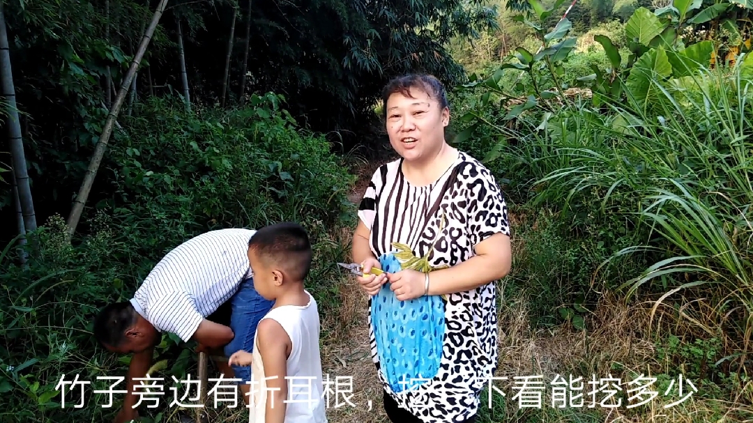 回农村在山上养土鸡,还有野生的鱼腥草,这样做好吃不腥