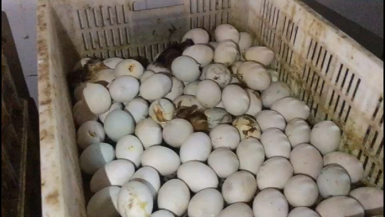 大种杂交鸭苗正在出壳一会亲自拉桂平养殖户场地
