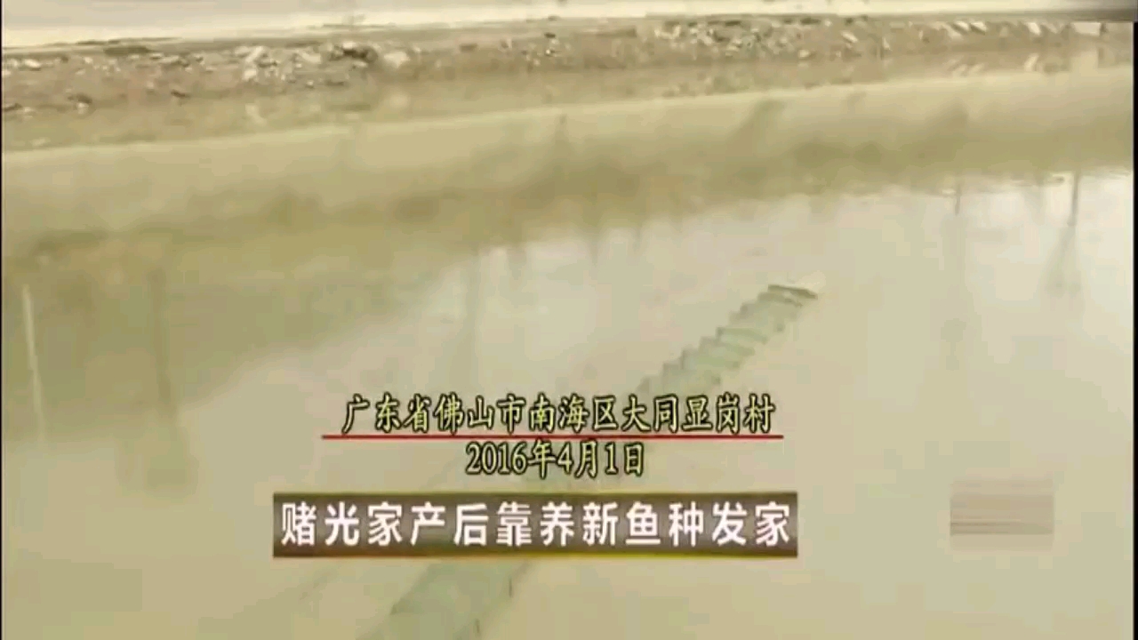 致富经:农村小伙绝望中发现致富窍门,50天净赚21万