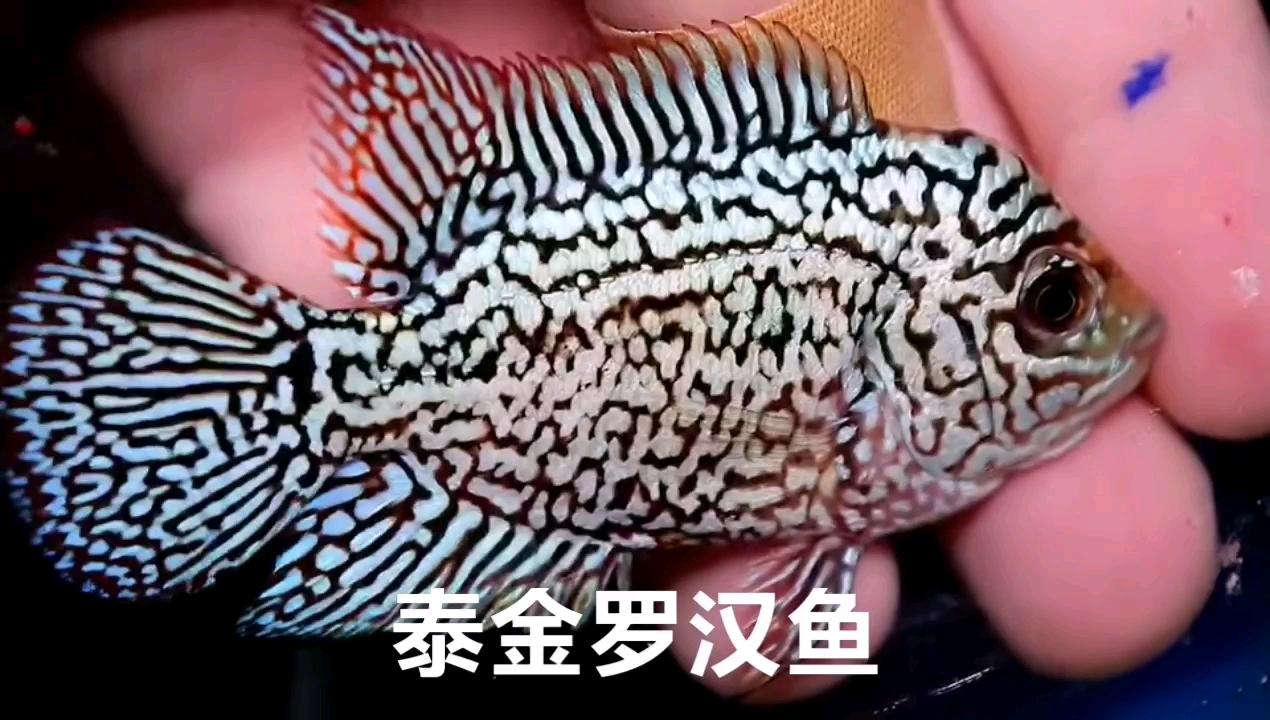 泰国罗汉鱼中的王者,你家中有饲养这种鱼吗?