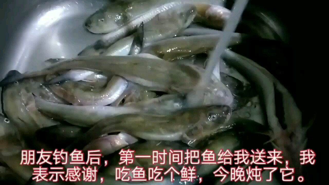 家常海胖头做法,经验分享。