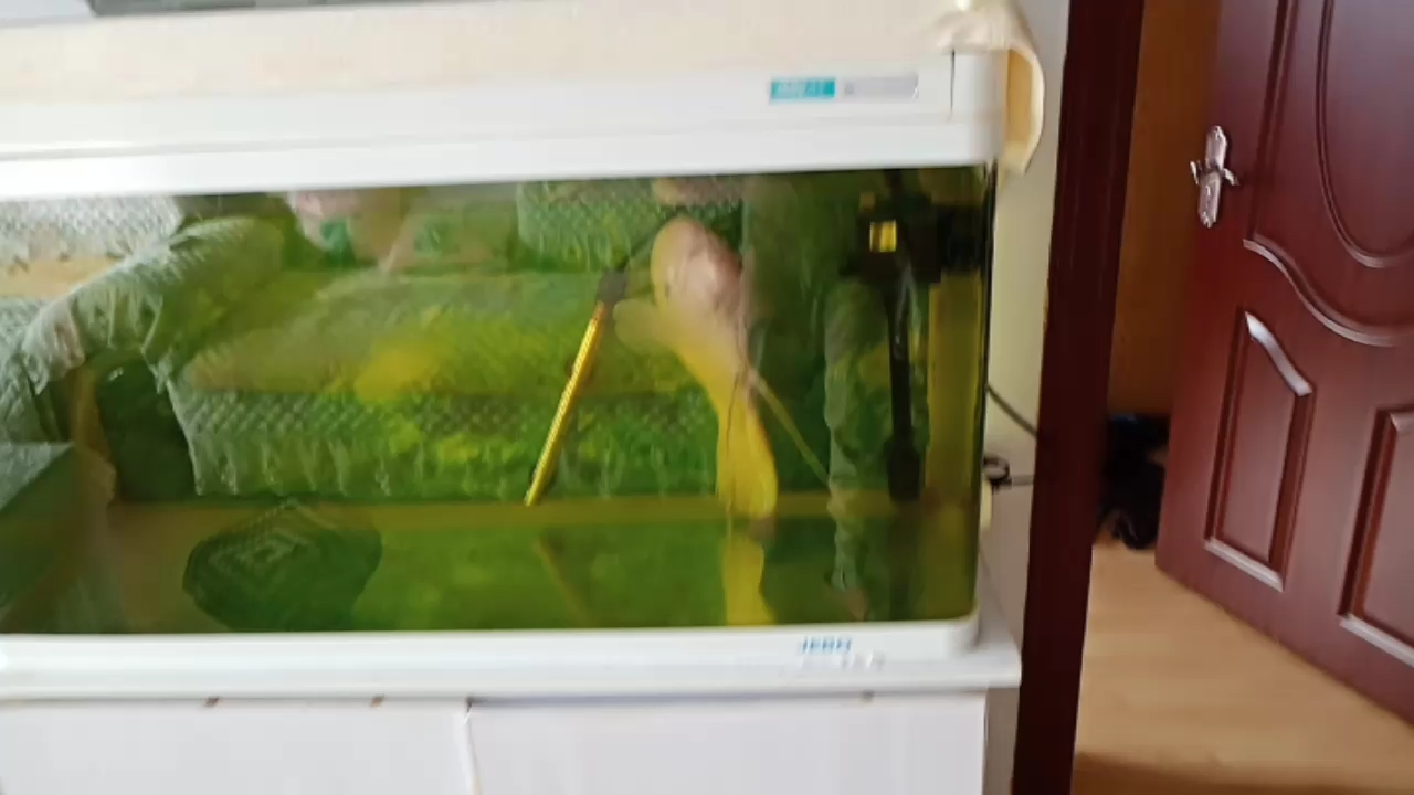 看看我的招财鱼  还是那么的美!!!