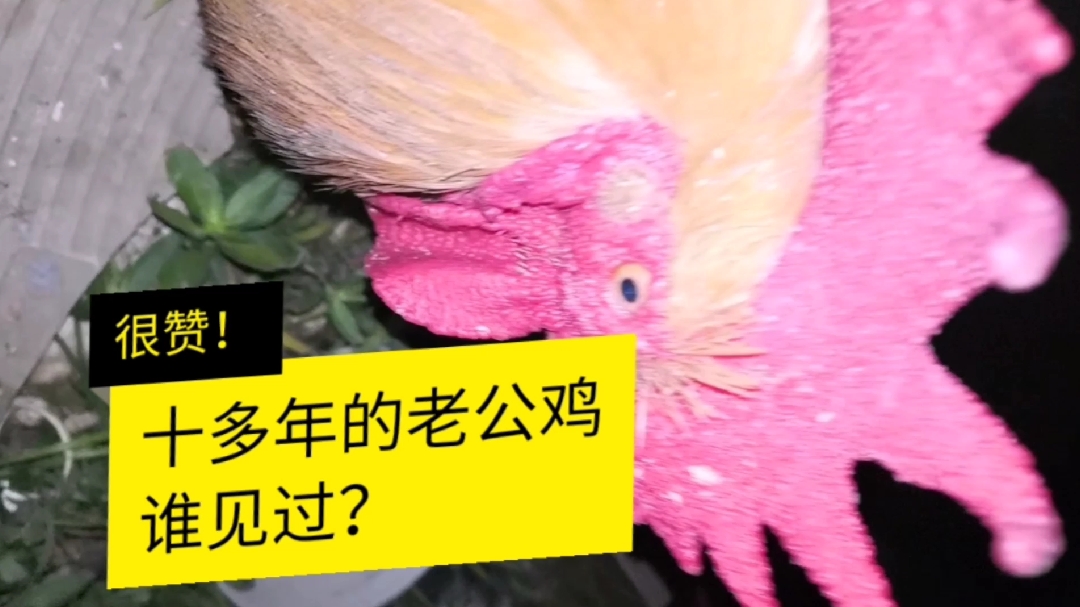 十多年的老公鸡,还会播种吗?打算养到它死去的那一天
