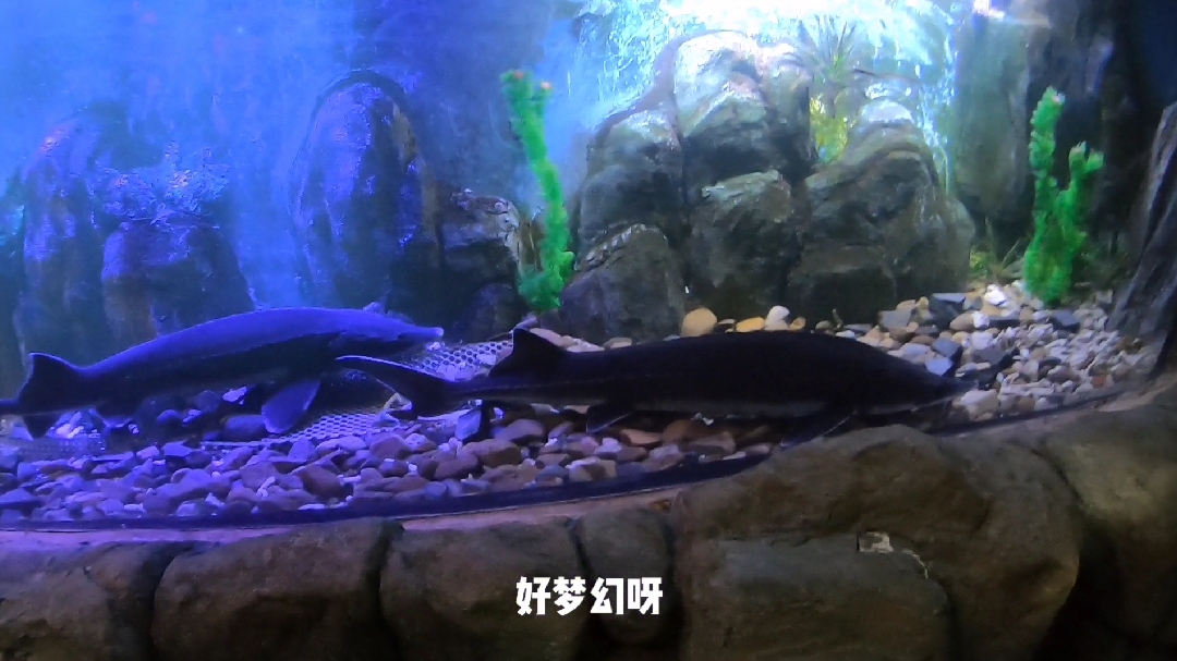 黑龙江抚远|实拍淡水鱼之乡鱼博馆,海底世界很梦幻