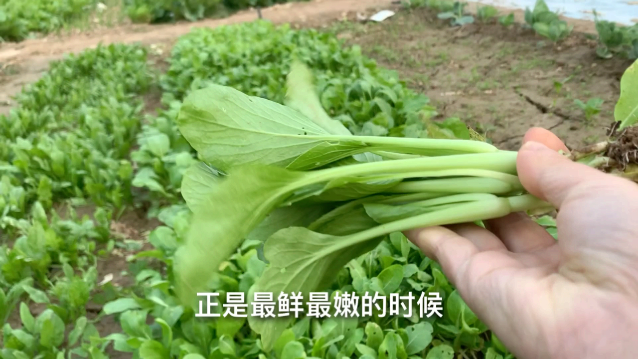 三种青菜一天下种子,生长情况却大有区别,小油菜长的速度最快。