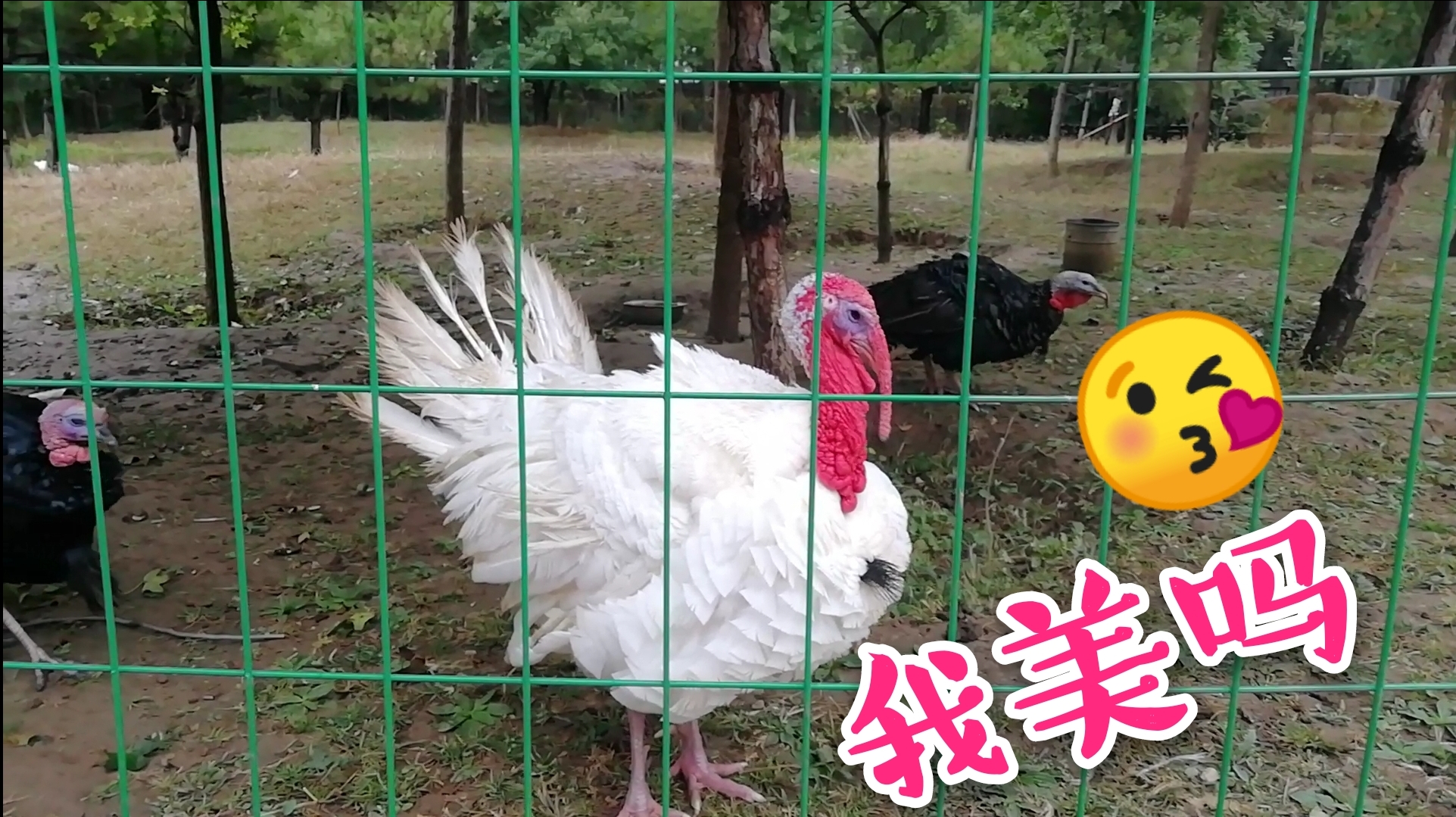 北京第五季爱美的大火鸡,特意来到我面前显呗,这是怎么回事?