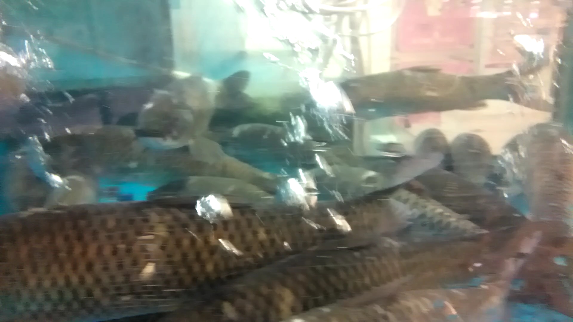 鱼儿游,眼睛静静地看着你!