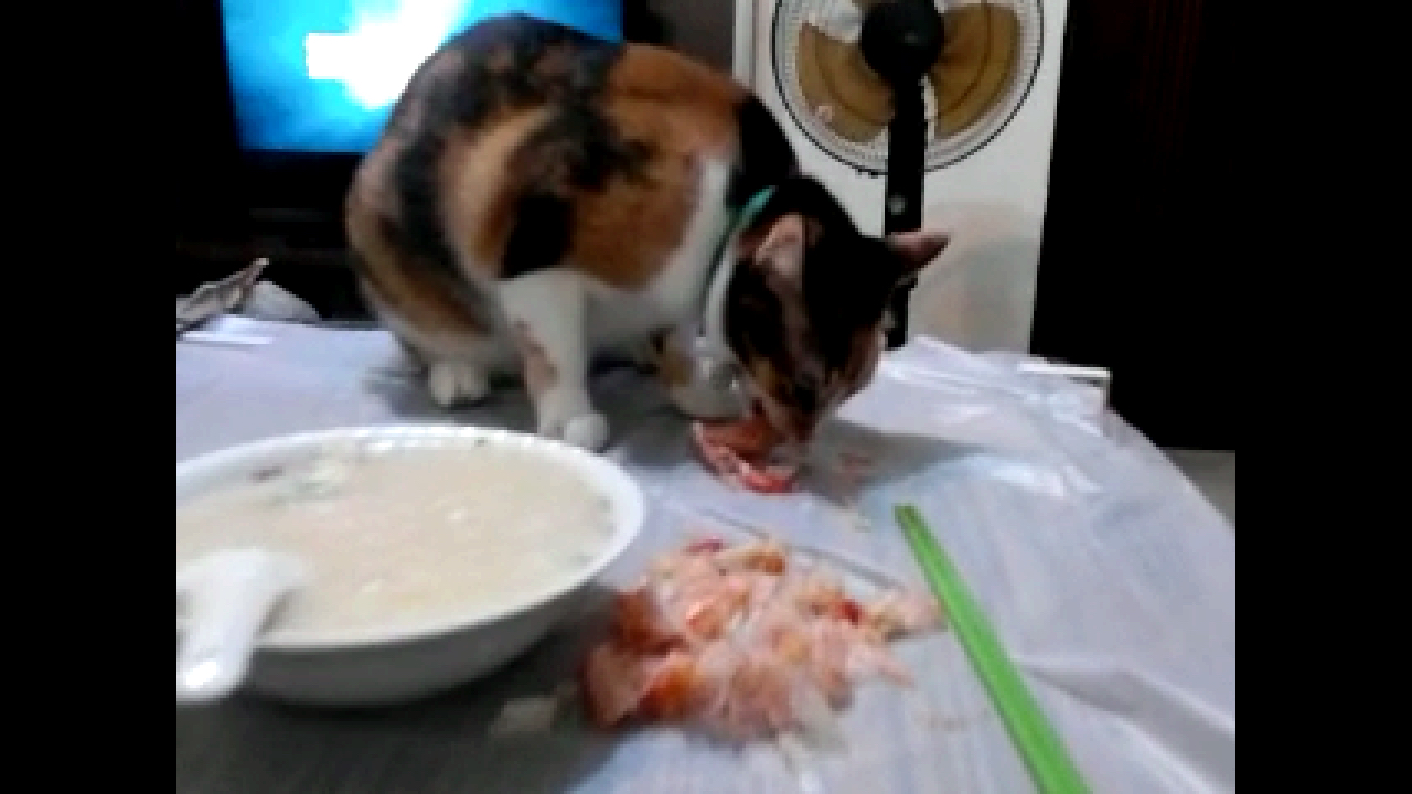 超级肥美的花竹虾,连猫猫都好爱吃,好开心