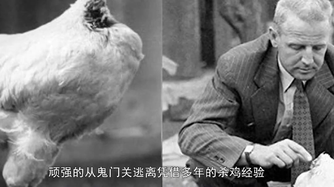 无头鸡续命18个月,成为赚钱明星