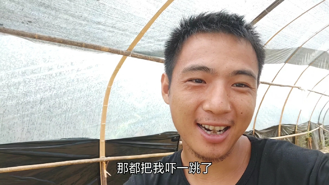 小魏养殖,很多网友说这三黄鸡能长八九斤,赶紧来鸡舍看鸡压压惊