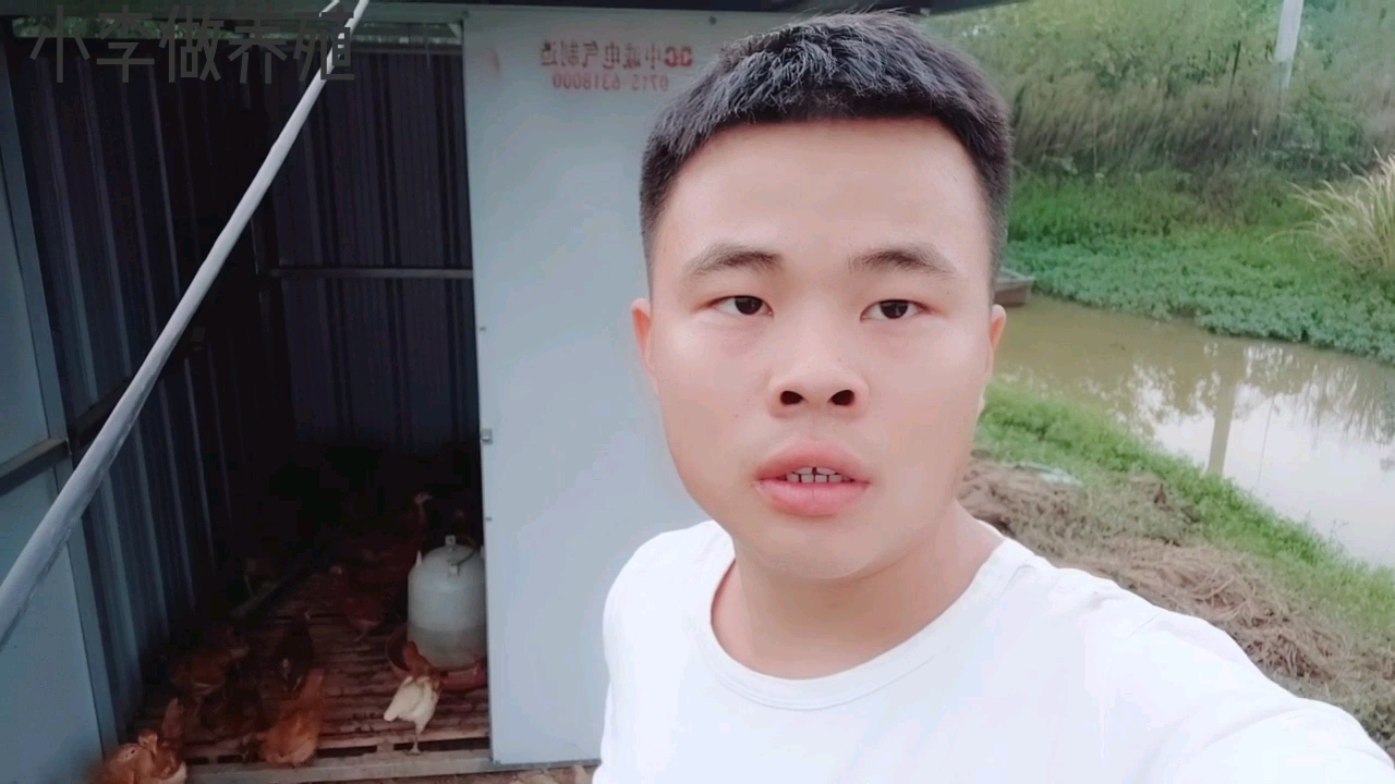 小李养鸡日记:大鸡处理了小挣一笔,小鸡苗正在茁壮成长