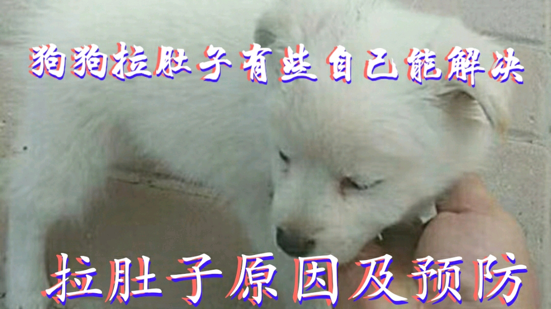 狗狗拉肚子不要急着去医院,有些自己能解决(拉肚子原因及预防)