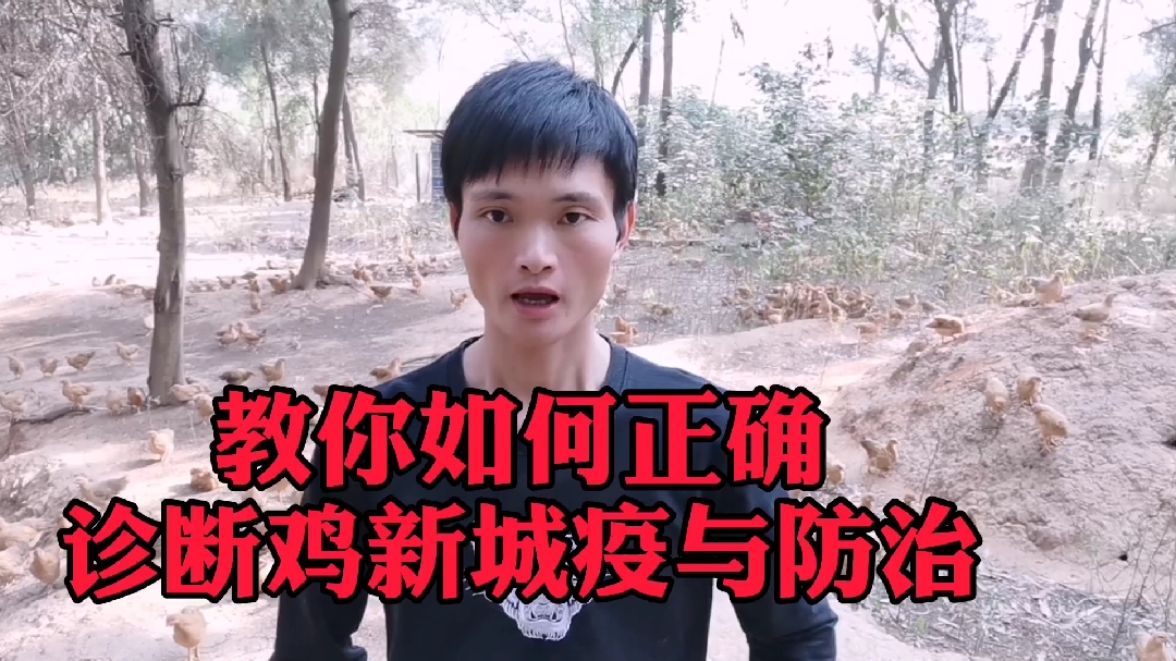 李师兄今天告诉养鸡朋友如何准确判断鸡新城疫症状!以及防治措施