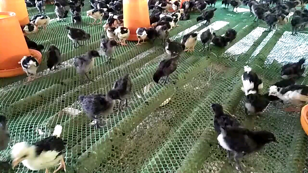 小鸡成长过程,记录第十七天,等肚子的羽毛长齐了就不用守夜保温