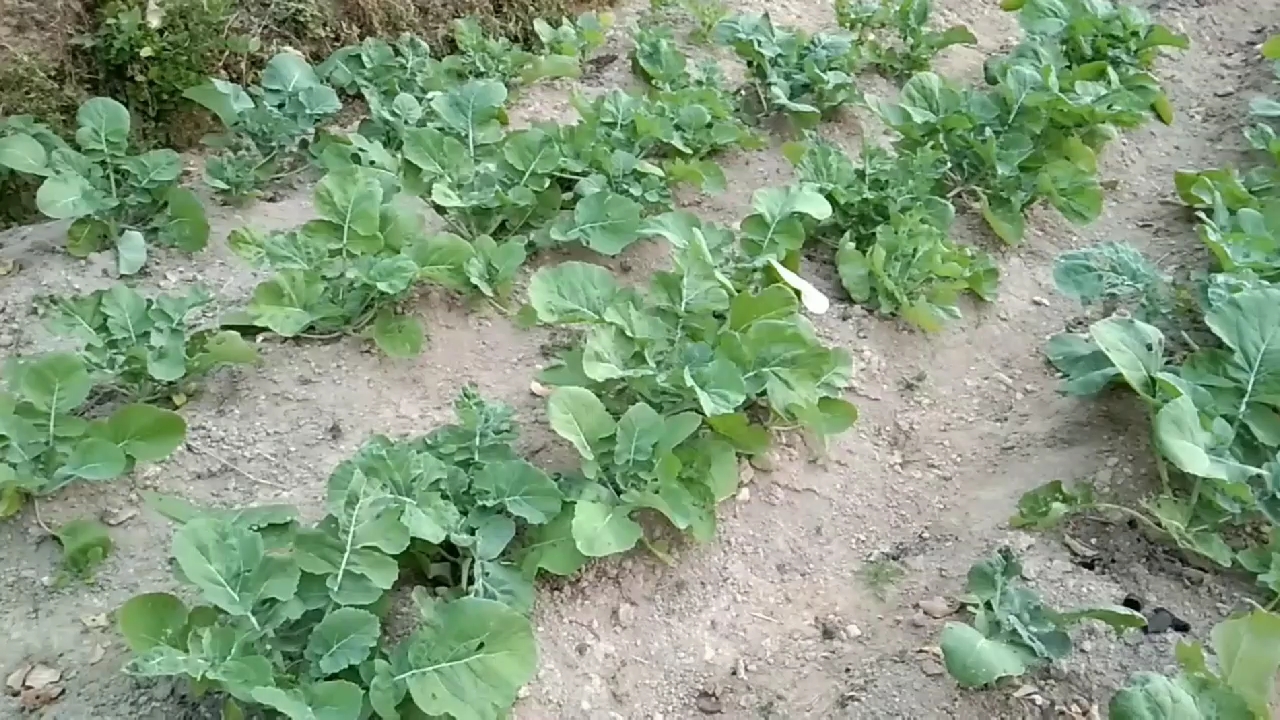 农村小伙种油菜,一年能赚多少钱,知道他怎样算账的吗
