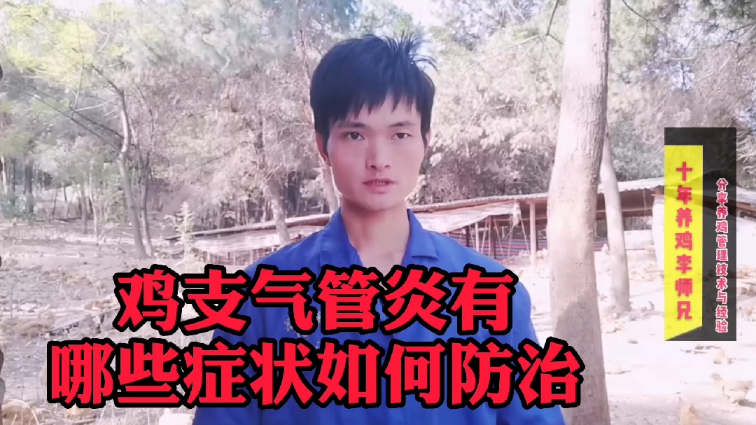李师兄今天为养殖朋友讲解雏鸡呼吸型支气管炎有哪些症状如何预防