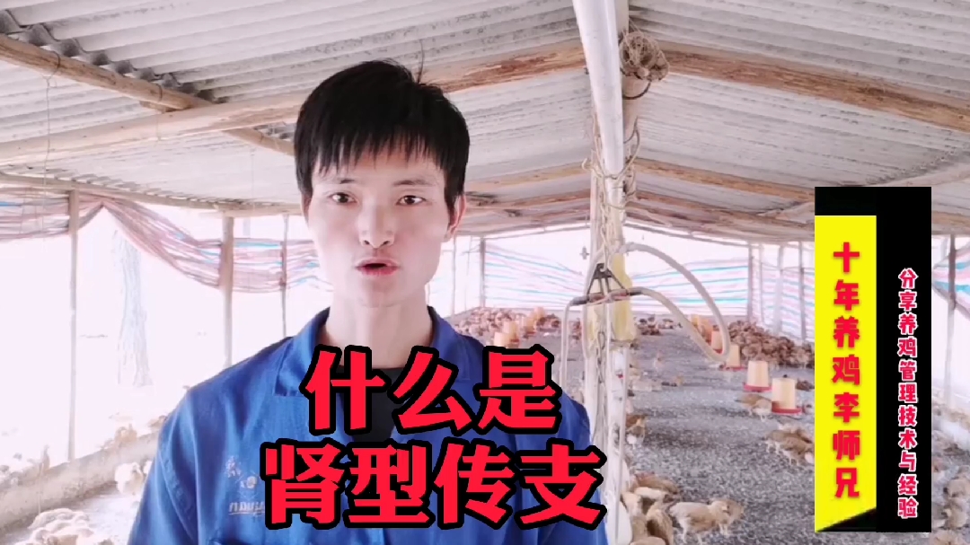 十年养鸡李师兄:作为养殖户没有养鸡经验怎么办,小伙来告诉你