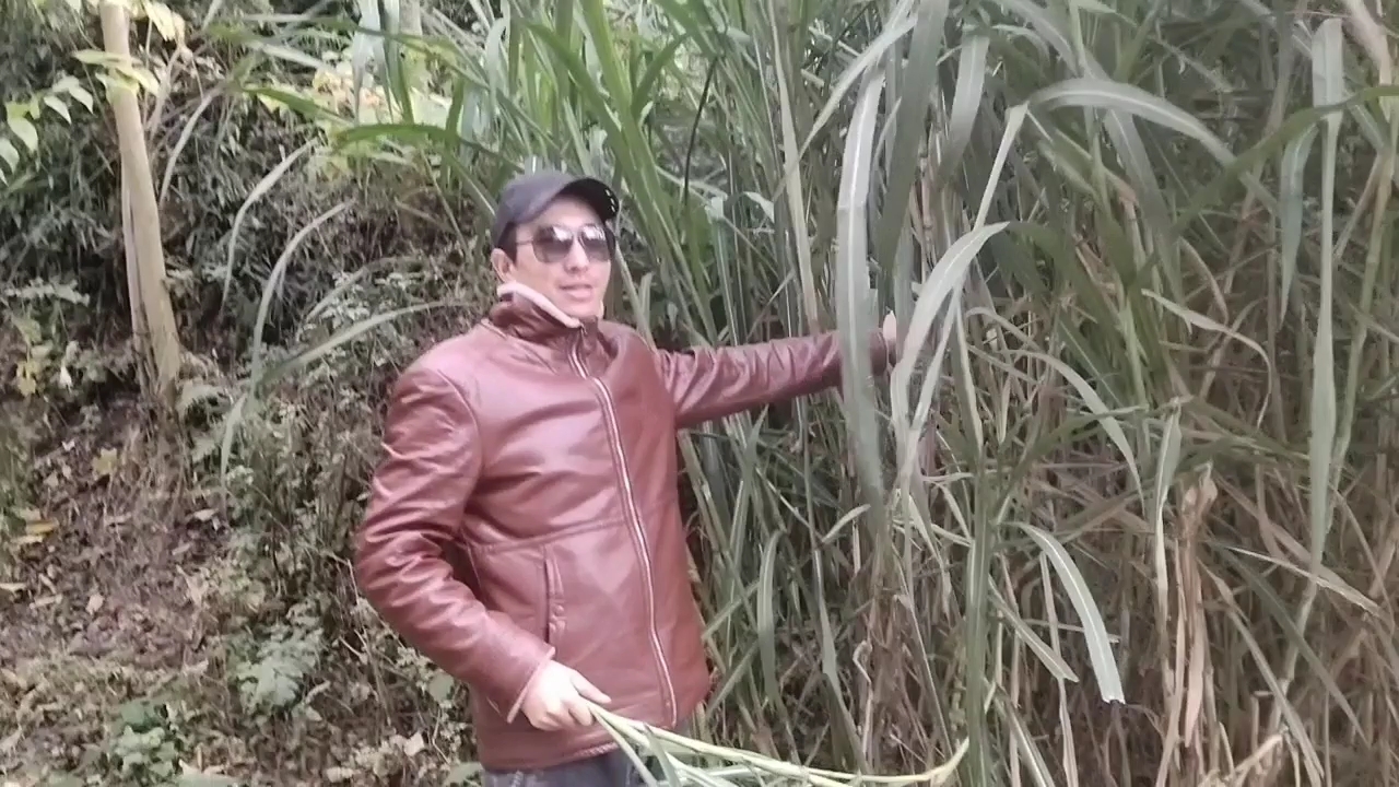 种草喂狮子鹅你们知道是什么草吗?