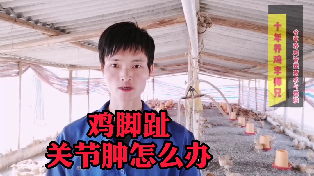 李师兄今天告诉养殖户鸡群出现脚趾关节肿该如何防治现在知道不晚