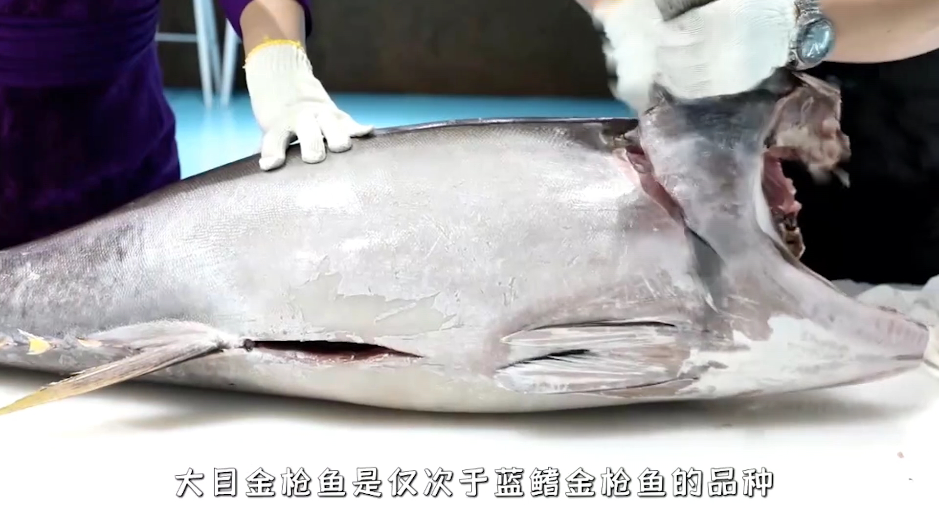 这么大的金枪鱼当场切割,美味极了