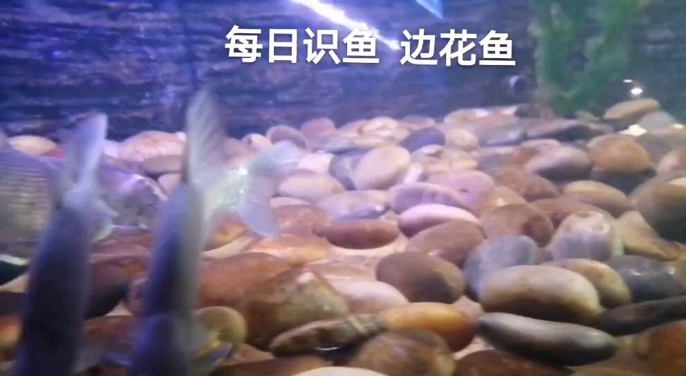 鳊花,学名长春鳊。长的有点象武昌鱼,却不是。