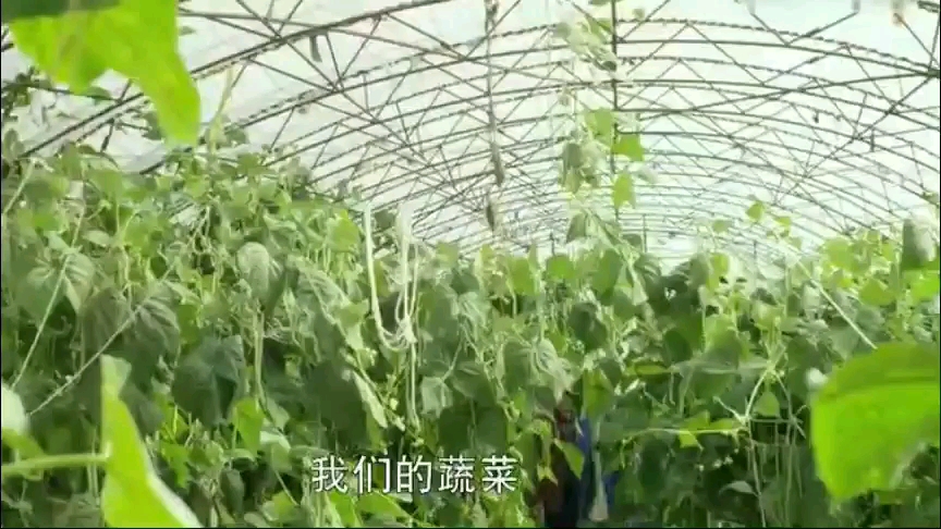 科学化管理的有机、绿色、环保、健康、纯天然的农家蔬菜