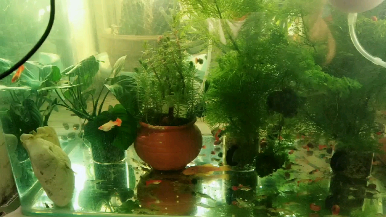 喂食鱼虱子(水蚤),抢食中,还有新进的黑壳虾,孵化中的丰年虾
