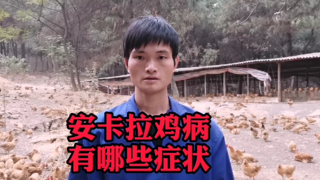 李师兄今天分享鸡的安卡拉病如何诊断和防治,养鸡更轻松