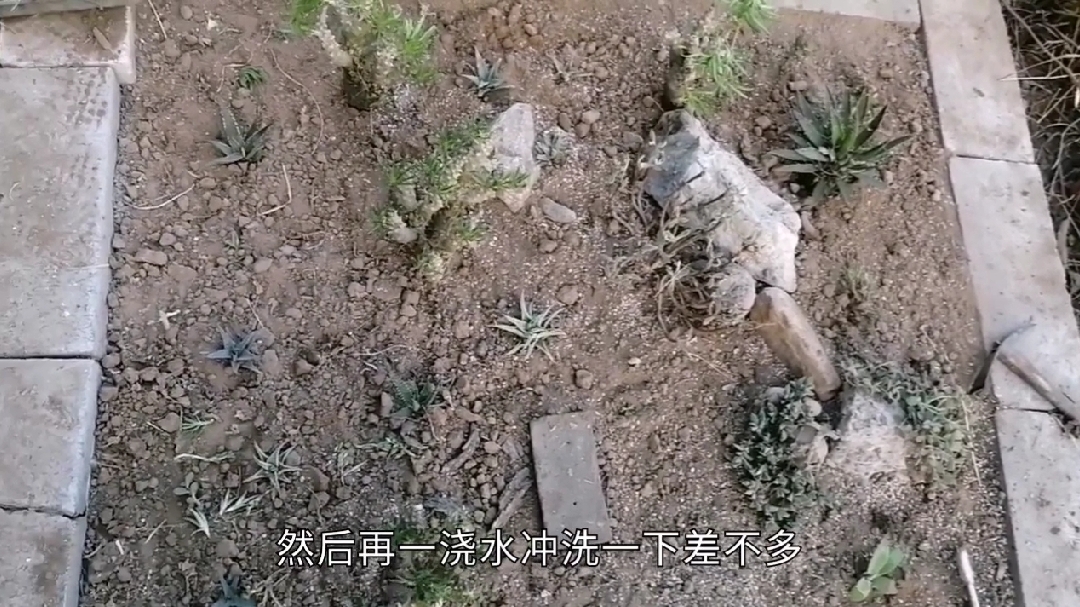多肉荒棚开荒记(23)清理一块不准备改动的景观,有品种介绍