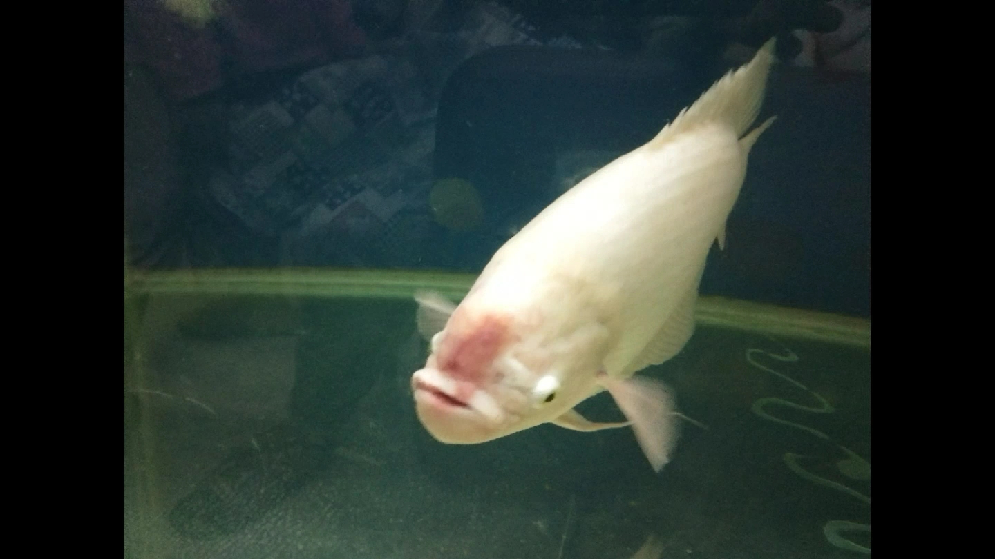 家里的小招财鱼生病了,病得很重