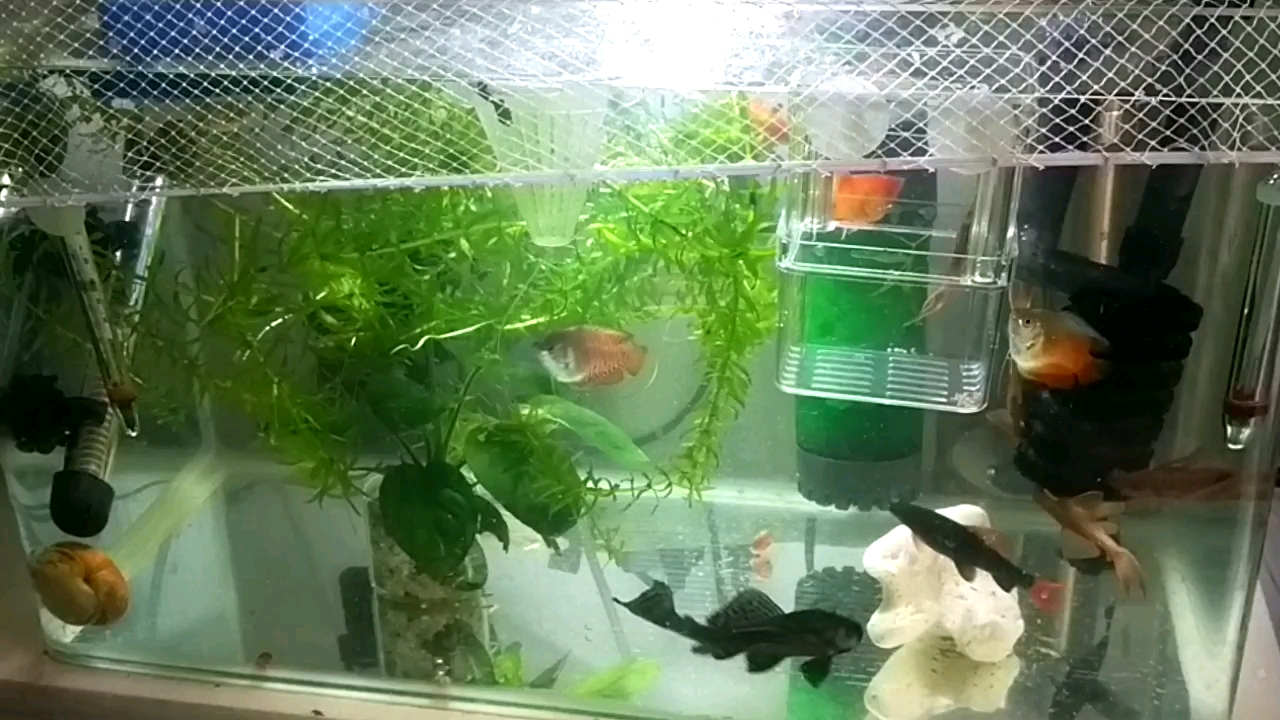 室内混养缸喂食鱼虱子