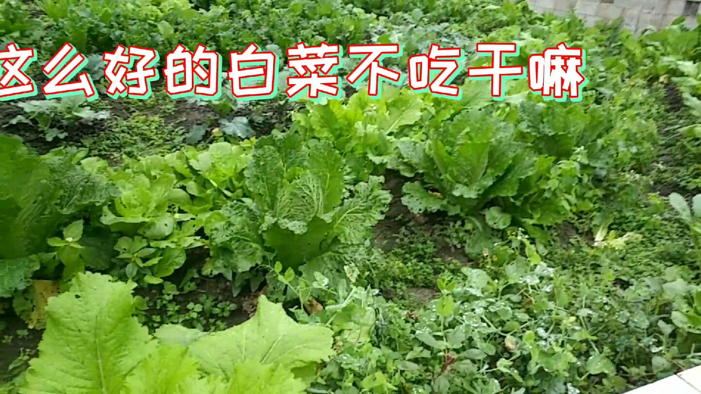 猪肉白菜馅饺子,不爱吃蔬菜的儿子都吃得停不下来