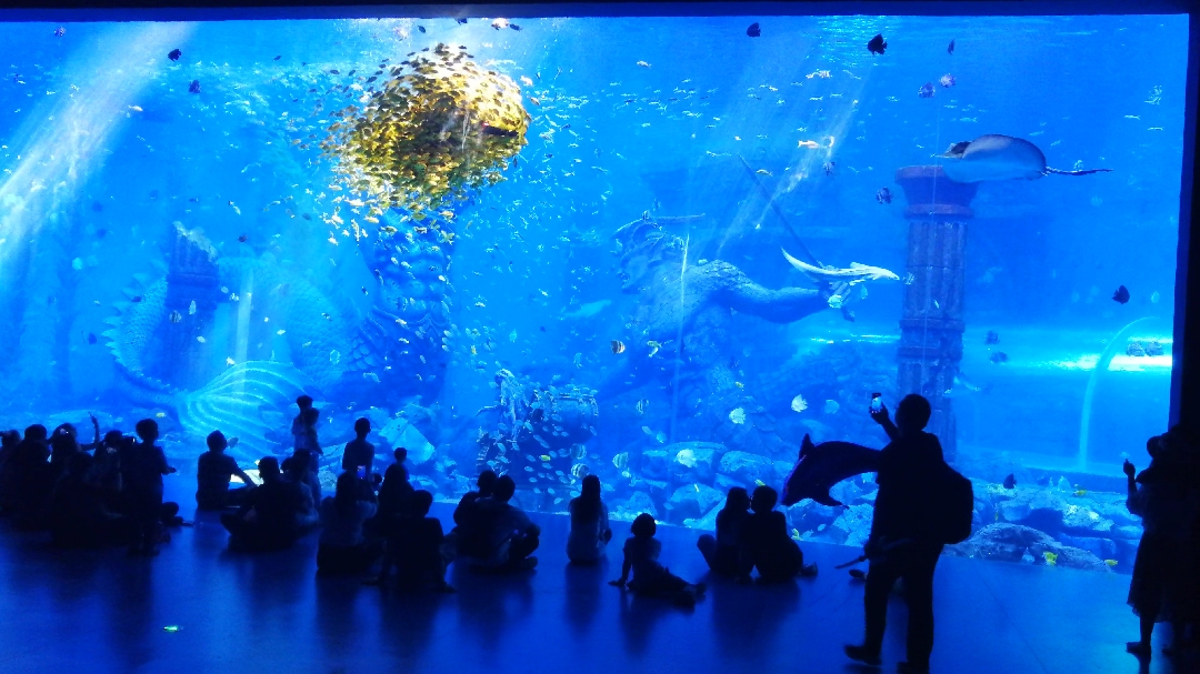 海洋馆里的美人鱼