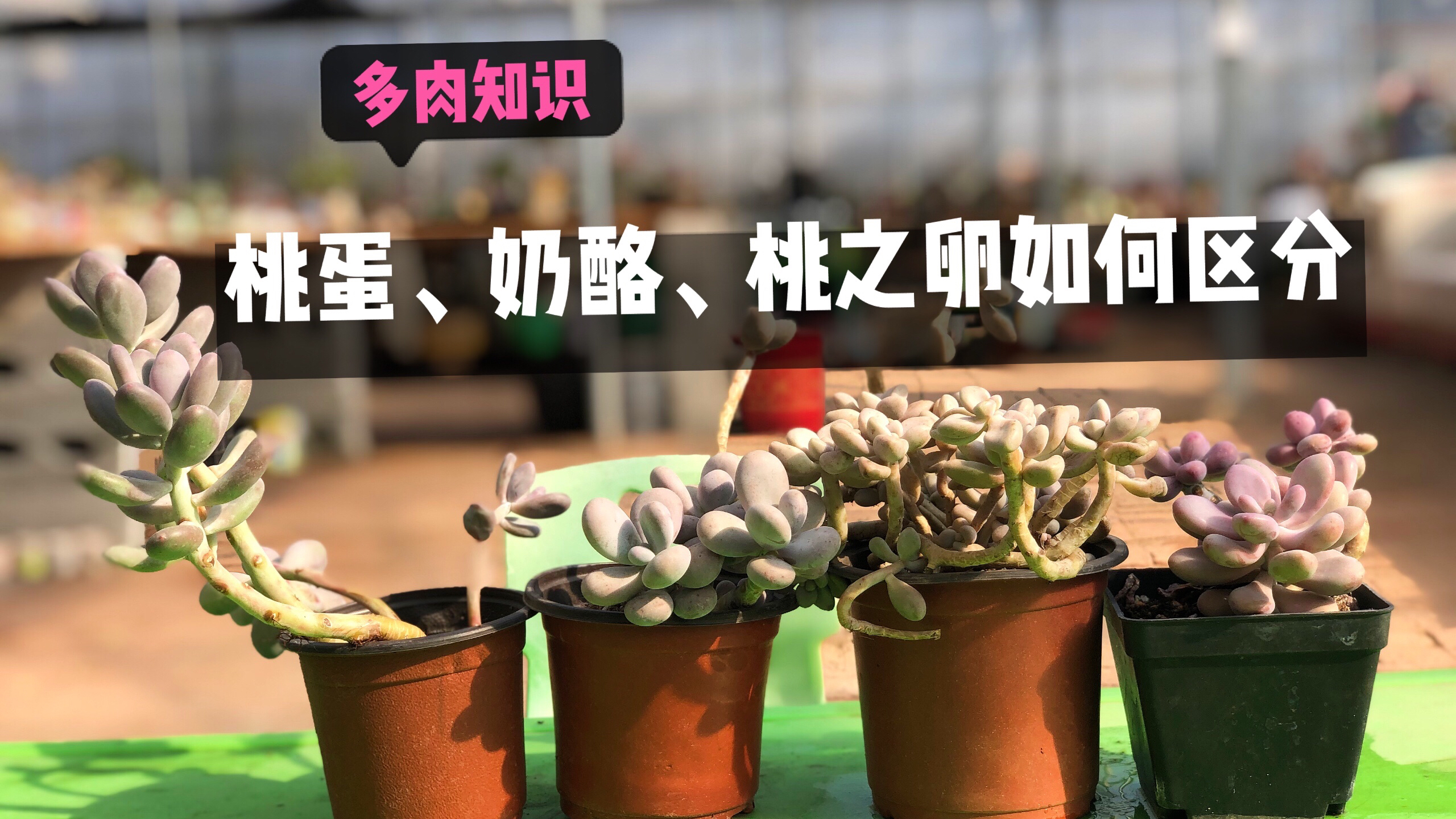 多肉桃蛋、奶酪、桃美人、艾伦傻傻分不清,掌握这几点轻松识别