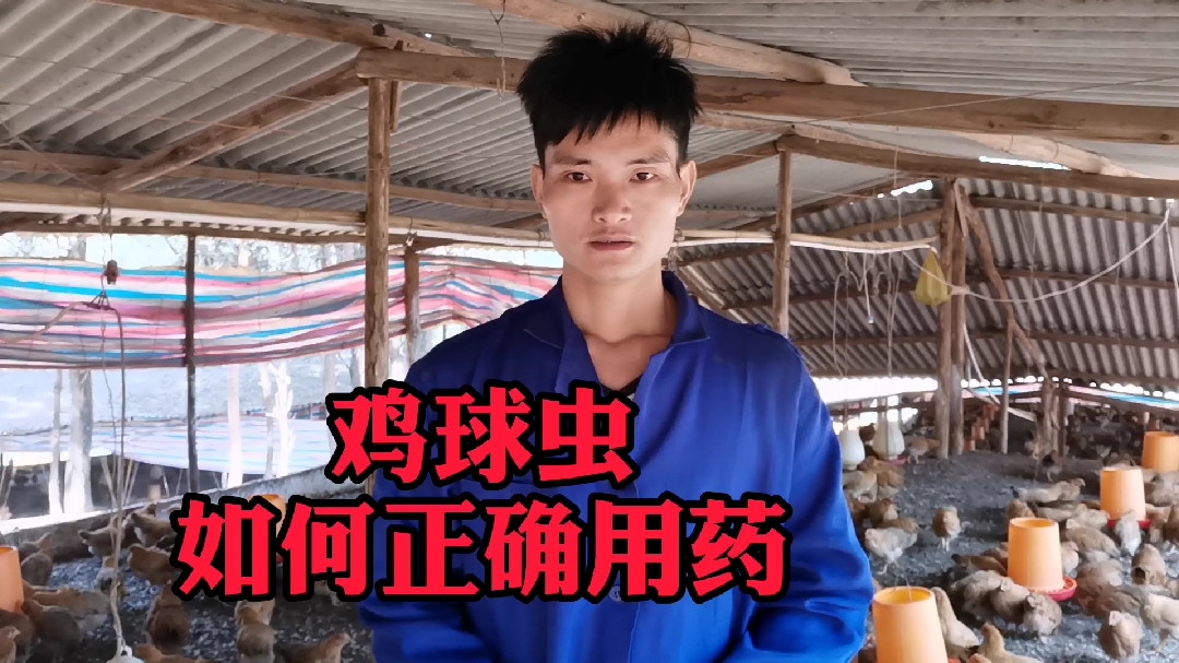 李师兄养鸡十年:告诉养殖户鸡球虫病如何正确防治,不要盲目用药