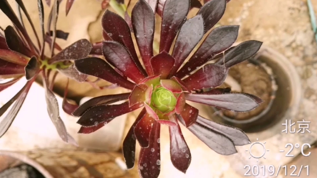 多肉锦集之黑法师