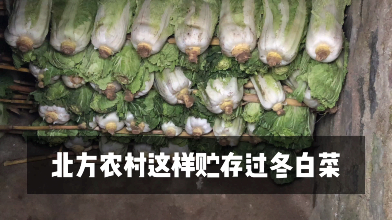 你没见过的大白菜贮存方法,北方农村的过冬青菜