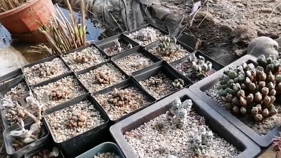 多肉大棚开荒记(32)清捡了一些肉锥跟生石花,查看浇水效果