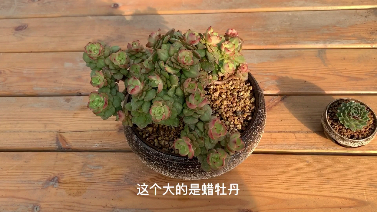 多肉植物之蜡牡丹和紫牡丹-多肉界的牡丹“比拼”