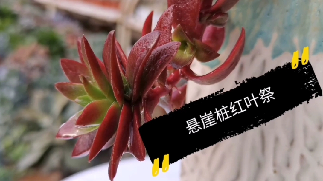 秋天多肉:红叶祭上盆 气质上升新高