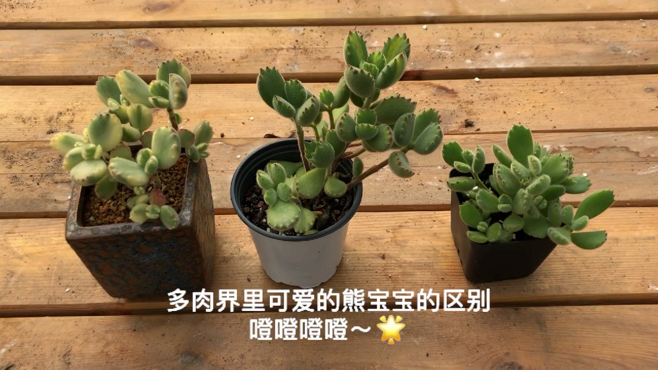 多肉植物之熊童子白熊黄熊的区别-多肉界