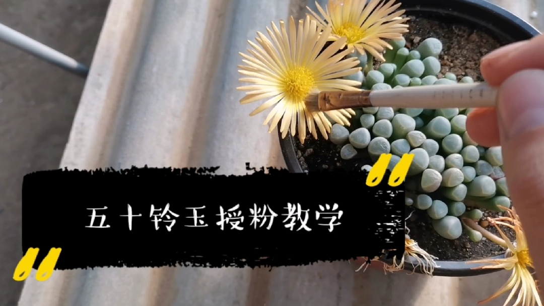 秋天多肉:五十铃玉授粉 来年播种多到摆不下!