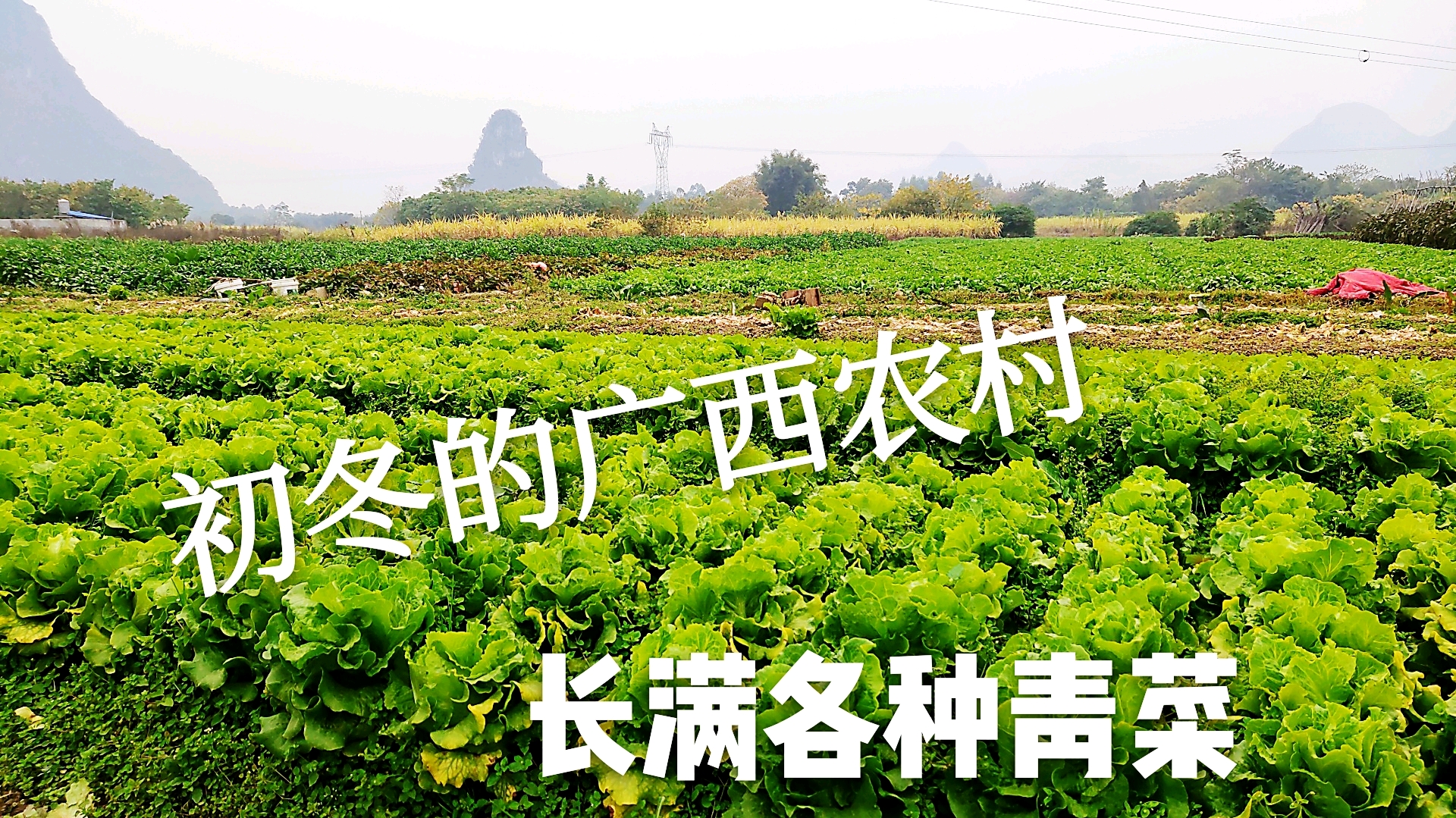 三哥在广西柳州农村,田间地头长满各种青菜,打火锅的最佳品