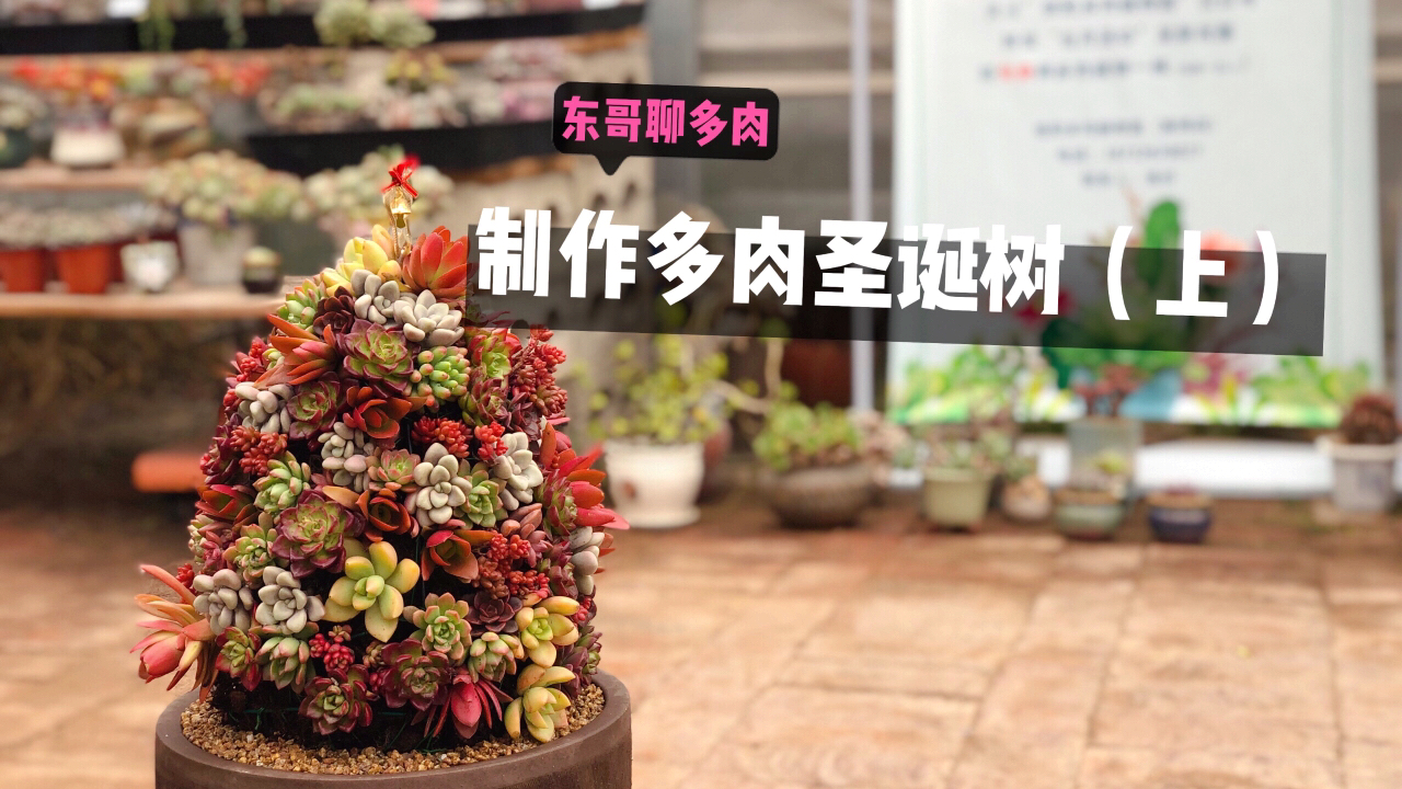 圣诞节到了,东哥制作多肉圣诞树,下午做到晚上只做了一半。