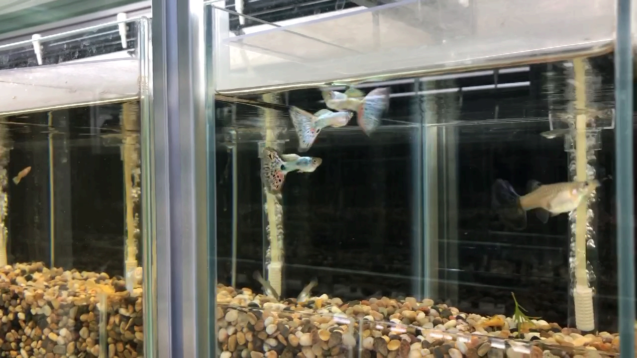 银河粉红孔雀鱼来自五库孔雀鱼系统缸。