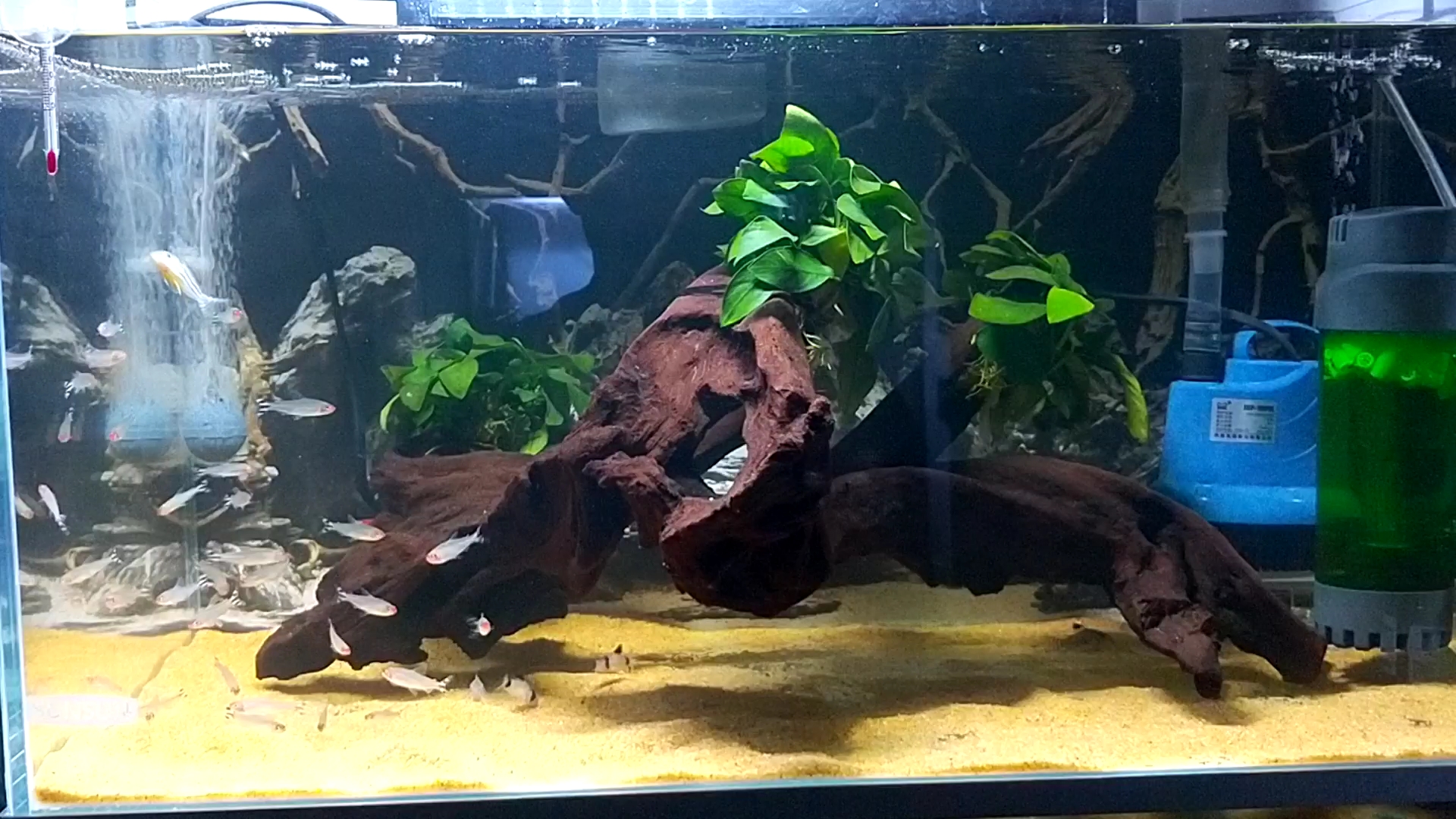 老鬼的水族游世界–跳缸南美