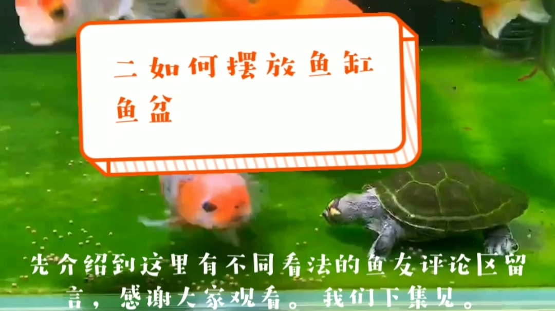 二 如何摆放鱼缸鱼盆