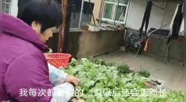 老张家茼蒿大丰收,老伴做了江西人爱吃的“菊花菜”糊,你吃过没