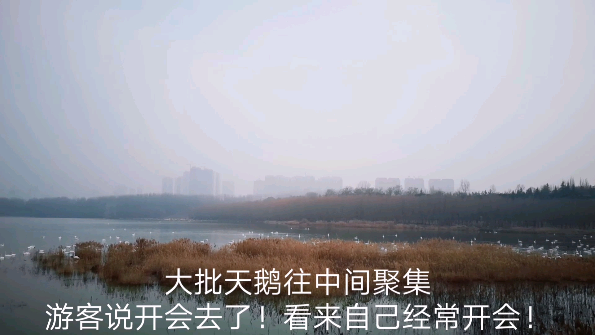 这是三门峡天鹅湖,中国最大的野生天鹅集聚地!