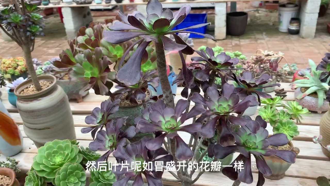 多肉植物之老桩法师速成记-老桩速成选法师就对了